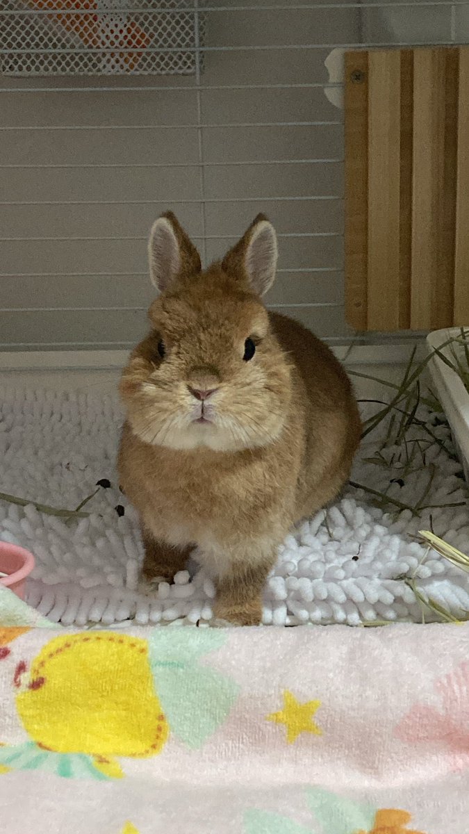 1232_mk's tweet photo. @mhchun28 初めまして
うさぎのみりんです
コーギーさん可愛いですね https://t.co/CHRT64dbOc