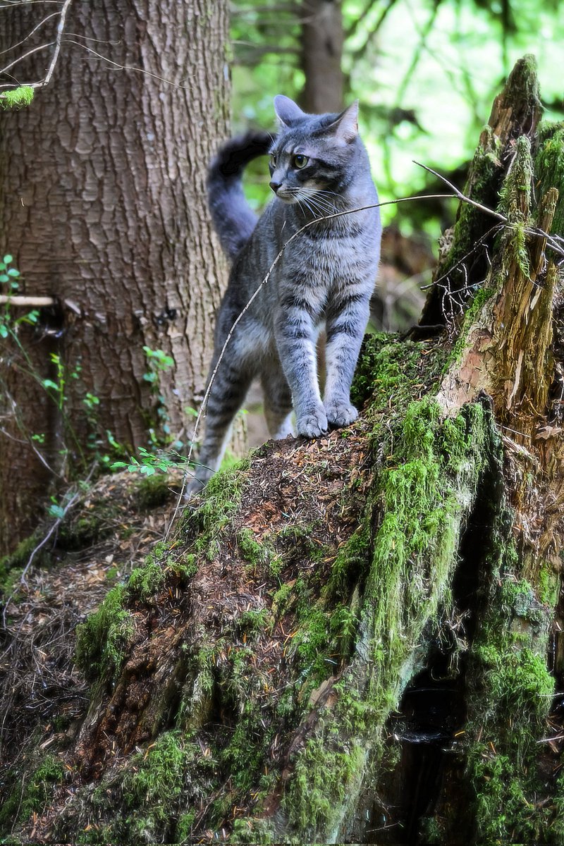 Oh well...he is growing up so fast...
And...
He is way up on a #tree again...

THE ADVENTURES OF THUNDER 
(the #cat ) 😅

#tabby #feline #kitten #pet #outdoor #nature #Nikon #photographt #study #TwitterNatureComminity #TwitterNaturePhotography 

#PhotographyIsArt
#ArtIsMyTherapy