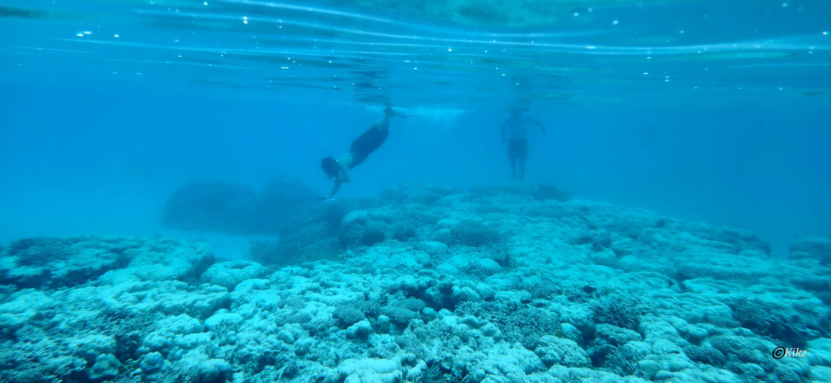 Escape to Butaritari Island for an epic snorkelling experience. 

Dive in and let the adventure begin.

#visitkiribati #kiribatifortravellers #snorkelling #kiribatimarinelife #marinehaven