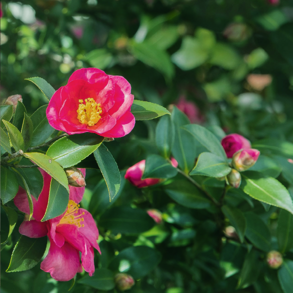 OpenDNA_Inc's tweet photo. 【配信開始】日本美術
2. 季節の変化を楽しむ感性
Newly released: Introduction to Japanese Art
2. Enjoying the Transitions of the Seasons
#OpenDNA #OpenDNAapp #哲学 #アート #美術 #アプリ #philosophy #art #app https://t.co/xJUKrGQrcr