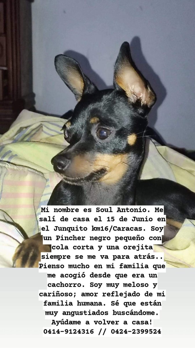 PerroUsuario's tweet photo. Su familia busca a Soul Antonio desde el 15 de junio en el Km 16 de El Junquito. Por favor ayudemos a difundir para que se reencuentre muy pronto con su familia humana https://t.co/fEwfhn056P