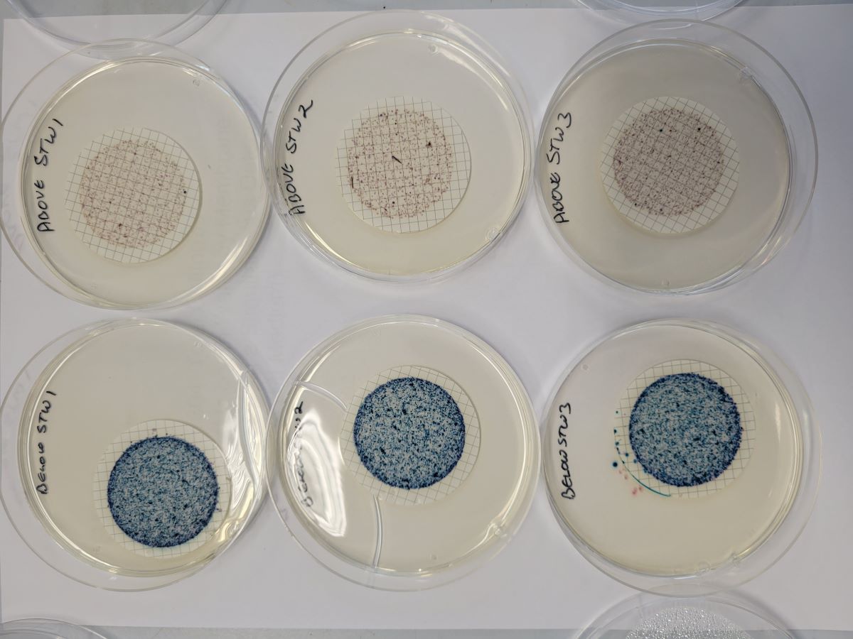 E. coli levels in the #RiverVer chalk stream have been confirmed at six times the bathing standard. Our May samples show discharges from Markyate STW have contaminated the river. 2024 spills are 2400hrs and continuing, even in the current dry weather. riverver.co.uk/e-coli-levels-…
