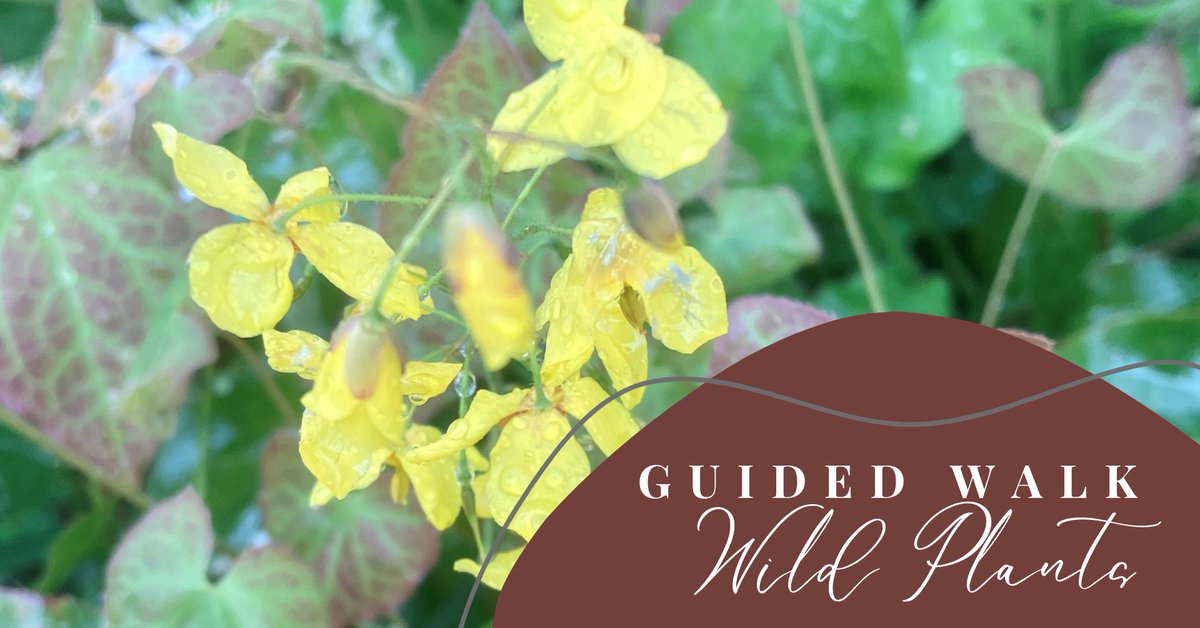 We're really looking forward to this new walk for this year. 

Join Guy Wallbanks at 2pm on Sunday afternoon to discover some of the wild plants which call York Cemtery home.

facebook.com/share/iKDG7y6B…