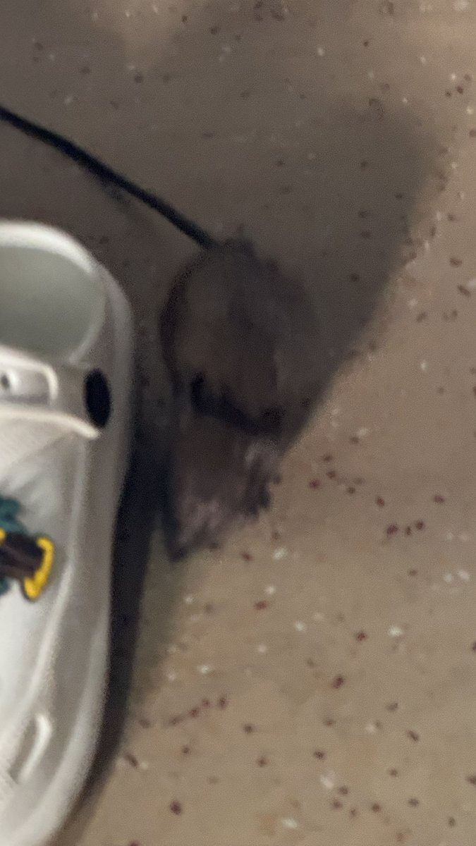 shivamy19's tweet photo. @RailwaySeva @IRCTCofficial  Train no 12133 Mangaluru SF Express Coach no B4 
PNR: 8907783250 There are Rats 🐀 in this compartment below the seat. Extremely disappointing @RailMinIndia https://t.co/sQvU9Ih8Bk