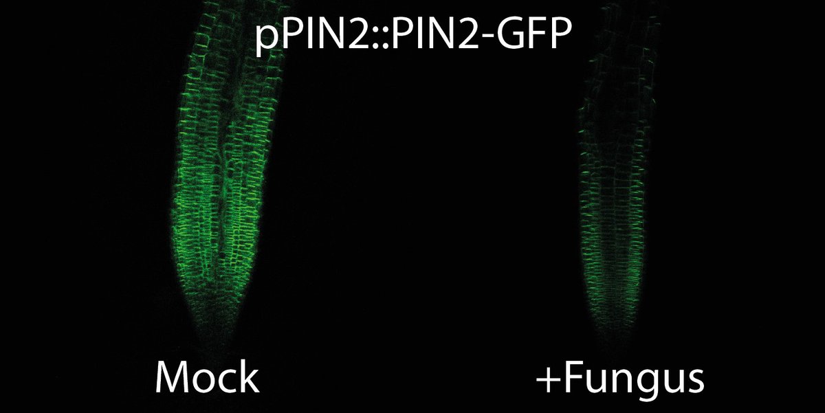 #ResearchCBGP | Identification of the plant growth promoting effect of Serendipita indica on Arabidopsis thaliana

🇪🇸 - short.upm.es/2n9vb
🇬🇧 - short.upm.es/dk35s

#somosUPM