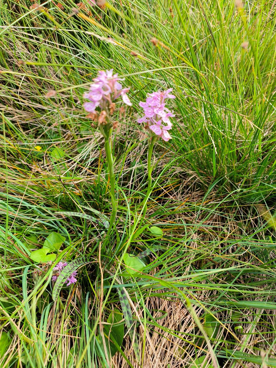 Planhigyn yr Wythnos

Tegeirian Brych y Rhos

Tregeirian trawiadol sy'n hoff o briddoedd asidaidd y rhos. Fe'i gwelir yn aml yng Nghwm Idwal rhwng Mehefin a Gorffennaf. Gellir ei adnabod yn hawdd gyda'r smotiau du ar y dail.