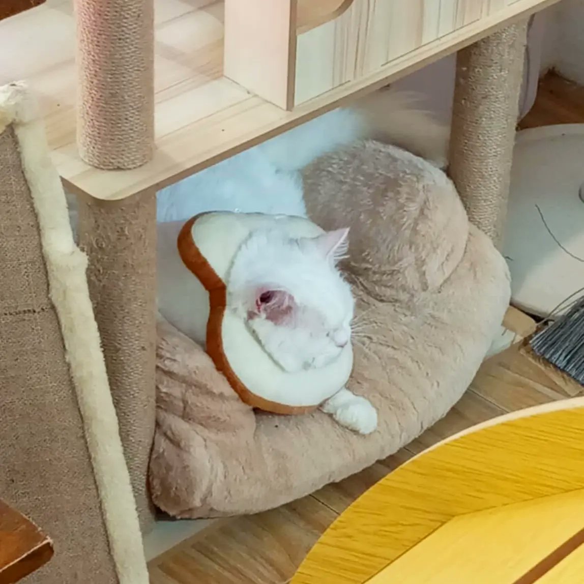 bevycatcafe's tweet photo. 🙀It turns out our new mini sofa for customers was really a cat magnet! 🛋️😺 So, we surrendered and got them their own exclusive mini sofa.🤭 Time for your kitty to lounge in style! Ka ayahay man sa among mga babies oi! 🐾😻✨

#bevycatcafe #catcafe #catlounge https://t.co/OjmQ0Mr557