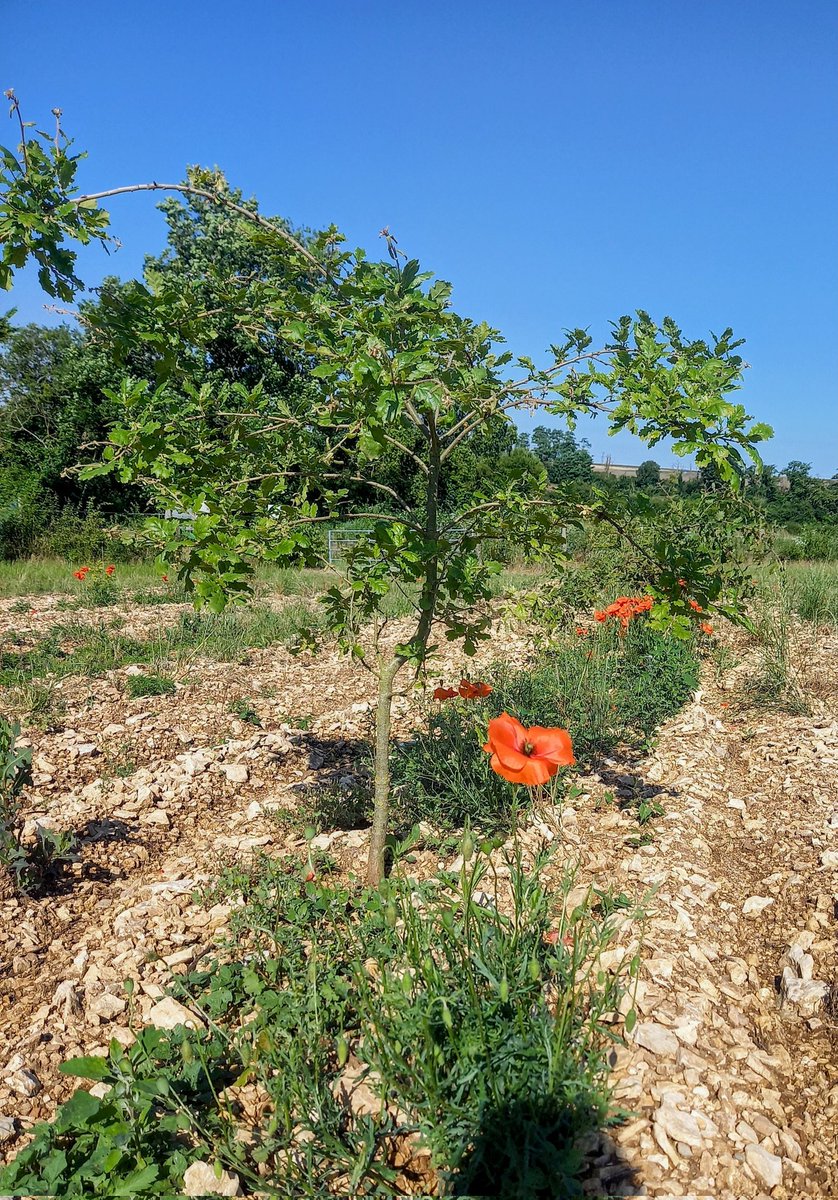 Visite de nos bebes chenes truffiers chez david <a href="/Lestruffieresd2/">🌳 Les Truffières du Berry 🌳</a> .On a decouvert un magnifique projet passionnant . Merci pour votre accueil.