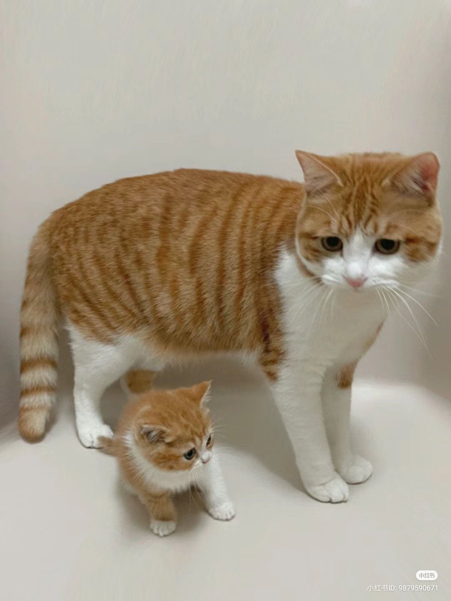 No Context Cats tweet media