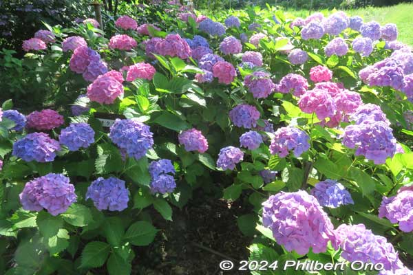 ShigaHeadlines's tweet photo. Happy rainy season! Moriyama Ashikari-en is a huge hydrangea garden in Moriyama, Shiga Prefecture with 100 varieties of 10,000 hydrangea on two hectares. Overwhelming colors and variety. In bloom until the end of June. #もりやま芦刈園 https://t.co/sY0Gj1PZkB https://t.co/ORrqOd4dQp