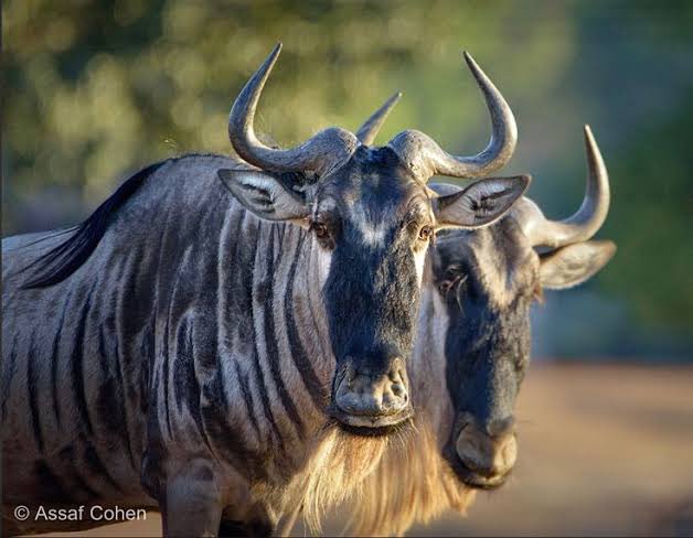 Did you know that just as we have the Big Five, we also have The Ugly Five? The Wildebeest is one of the Ugly Five. Its other name is the Gnu. What a coincidence… But in Buffalo we trust for the other #GNU not turn ugly 😏