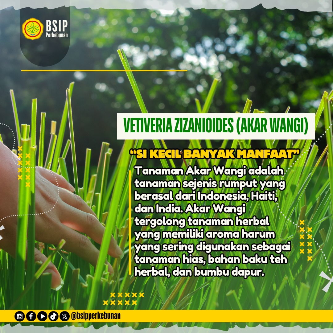 brmpperkebunan's tweet image. Hai #frenSIP yuk kenali tanaman satu ini yang memiliki banyak manfaat bagi tubuh atau pun lingkungan sekitar. Cek infonya 👍

#pertanian
#bsipperkebunan
#manfaattanaman
#tanamanakarwangi
#akarwangi
#vetiver