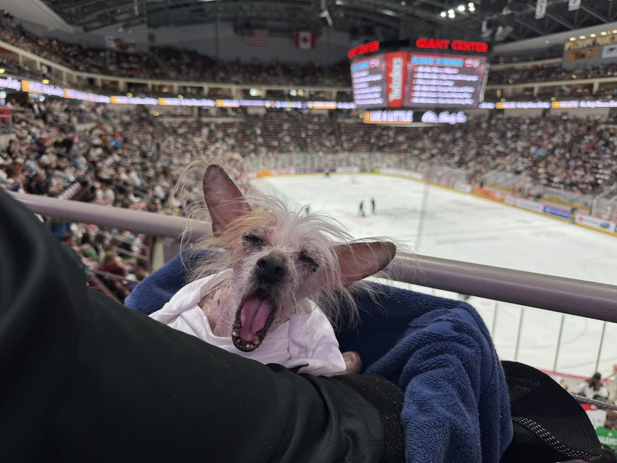 ServiceDogDex's tweet photo. @TheHersheyBears Go Bears!! https://t.co/Qz1NLpTcxp