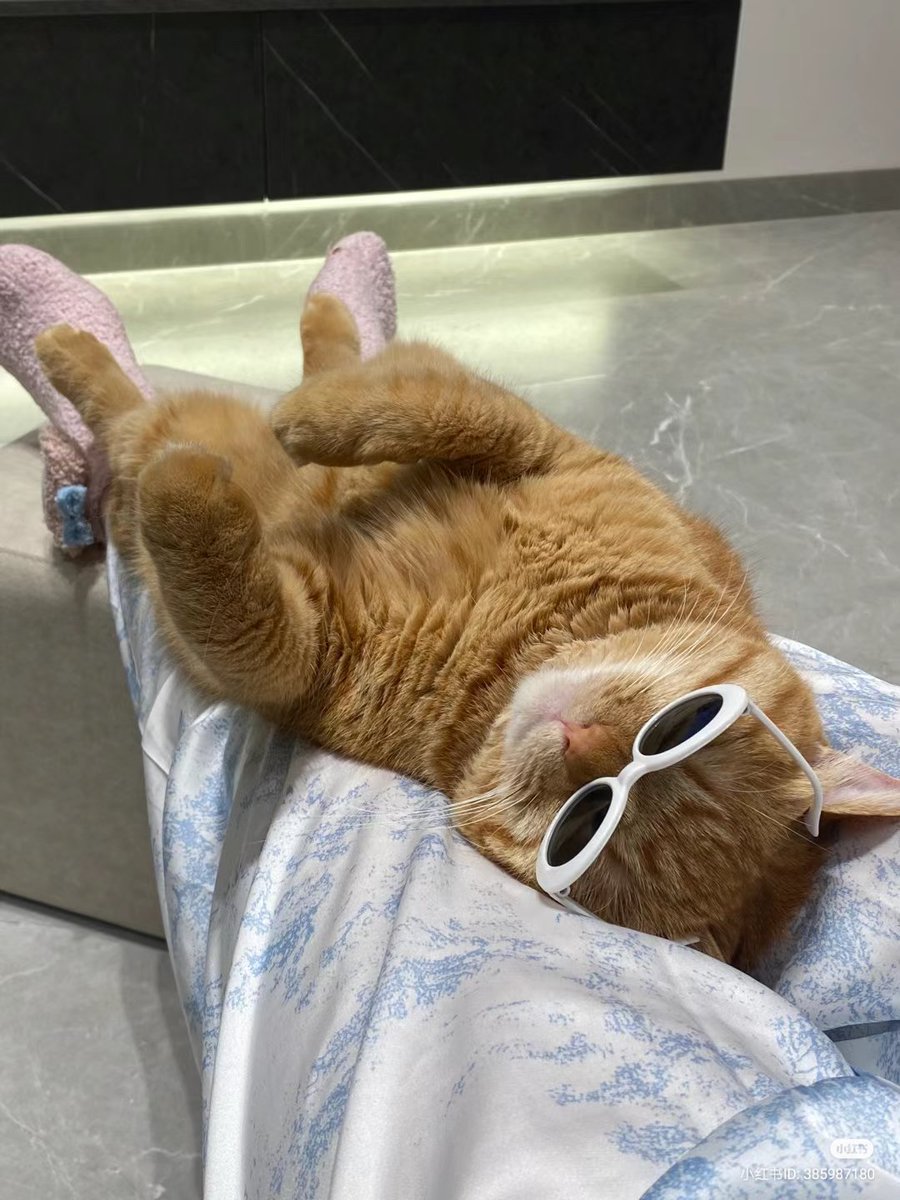 nocontextscats's tweet photo. Relax https://t.co/GQxTqfHzJV