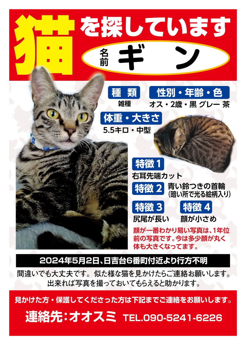 maigopet01's tweet photo. 【拡散希望！迷い猫を探しています】猫/ギンくん/高槻市日吉台付近より行方不明。情報お持ちの方はご連絡を！ #迷い猫 https://t.co/2Jwi60lUkW https://t.co/af9SCw4GQM