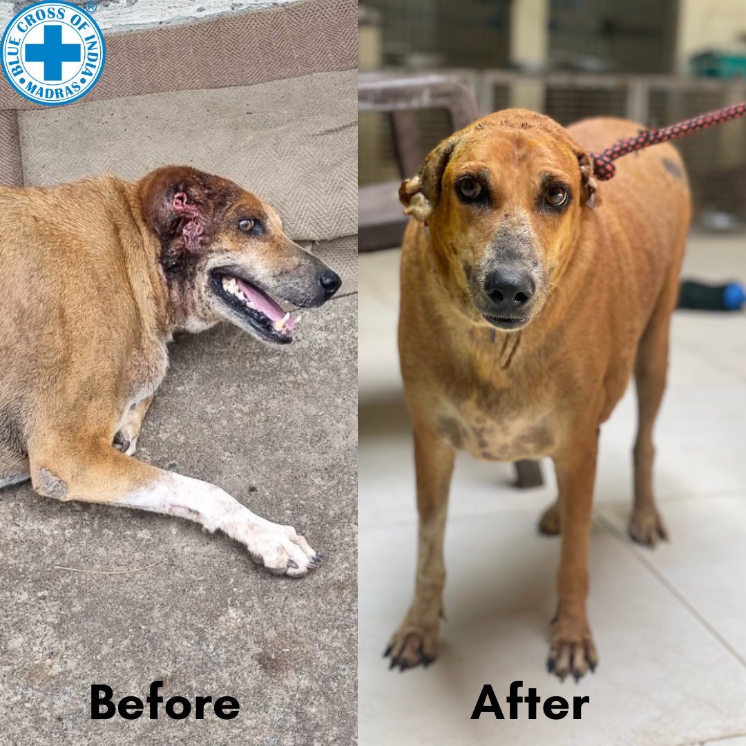 BlueCross_'s tweet photo. Meet Tank, a brave boy who survived a dog bite &amp; maggot-infested wound! Rescued from Marina Beach, he's now pain-free thanks to our team, a kind informer &amp; amazing docs! #RescueDog #RecoveryStory #AnimalCare #TankTheHero #BlueCrossofIndia https://t.co/ZKMsifeSPP