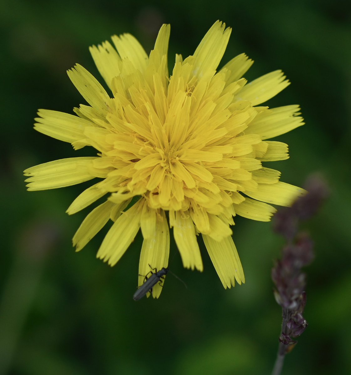 corienbs 🧶 🦅 (@corienbs) on Twitter photo Dag 25: #junieke_fotografie van <a href="/SiaWindig/">Sia Windig</a> #fotochallenge
Thema: #beestjes
#OedemeraluridaVirescens Dag 25: #junieke_fotografie van <a href="/SiaWindig/">Sia Windig</a> #fotochallenge
Thema: #beestjes
#OedemeraluridaVirescens