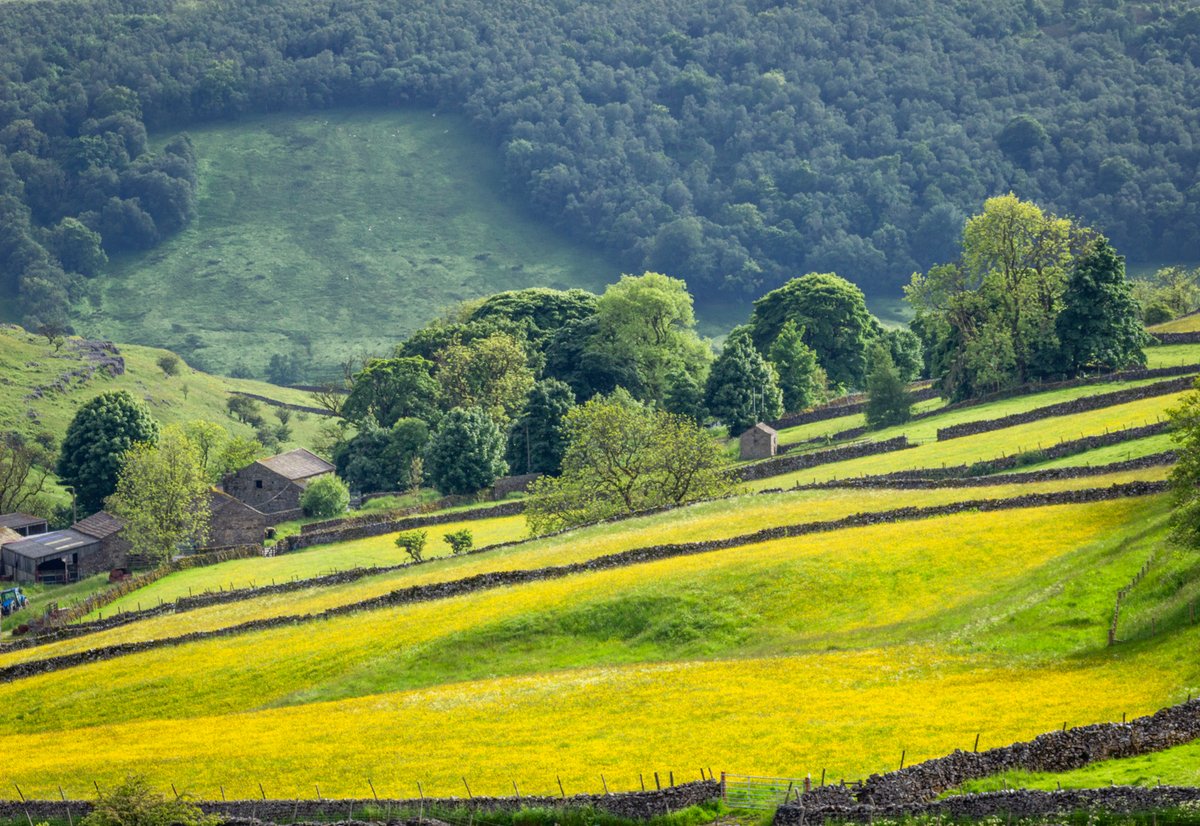 Over a quarter of England’s flower-rich upland hay meadows and pastures are in the #YorkshireDales #NationalPark. They are of great ecological and agricultural importance, providing farmers with feed for livestock through the winter months.

📸 #Wharfedale I #TuesdayThoughts
