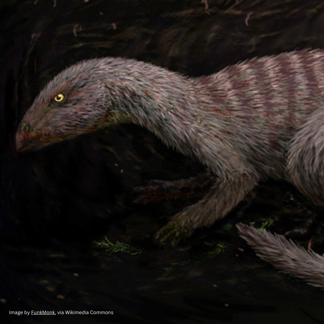 It’s Groundhog Day. If we lived in the Cretaceous would Oryctodromeus be our Punxsutawney Phil who predicts early spring?

Like groundhogs, the small dinosaur, whose name means “digging runner” used burrows. We know this because three Oryctodromeus individuals were found in one