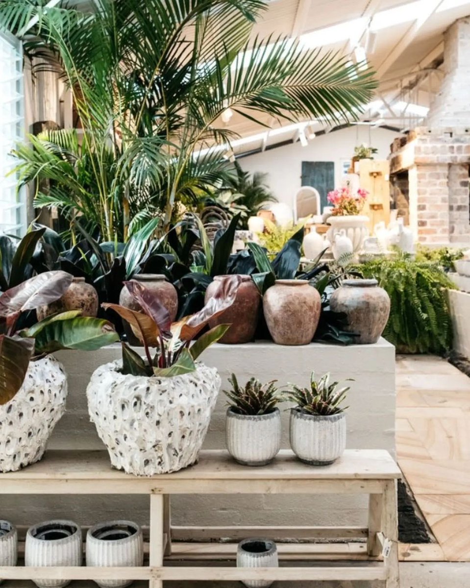 amplifyrAU's tweet photo. Amplifyr brand The Palms Sydney is a sanctuary for gardening enthusiasts. The Palms Sydney have an extensive collection of indoor and outdoor plants, bespoke furniture, and carefully curated pots and homewares to enhance your spaces. 🌿🌴 https://t.co/lalVe2TpH8