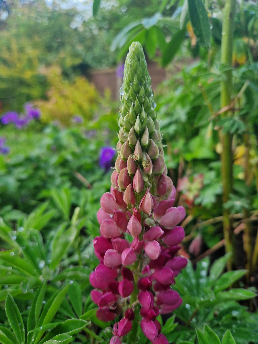Good morning #Tuesday #MorningMotivation #Allotments #Bolton <a href="/HLAllotments/">Harpers Lane Allotments</a> 🌱