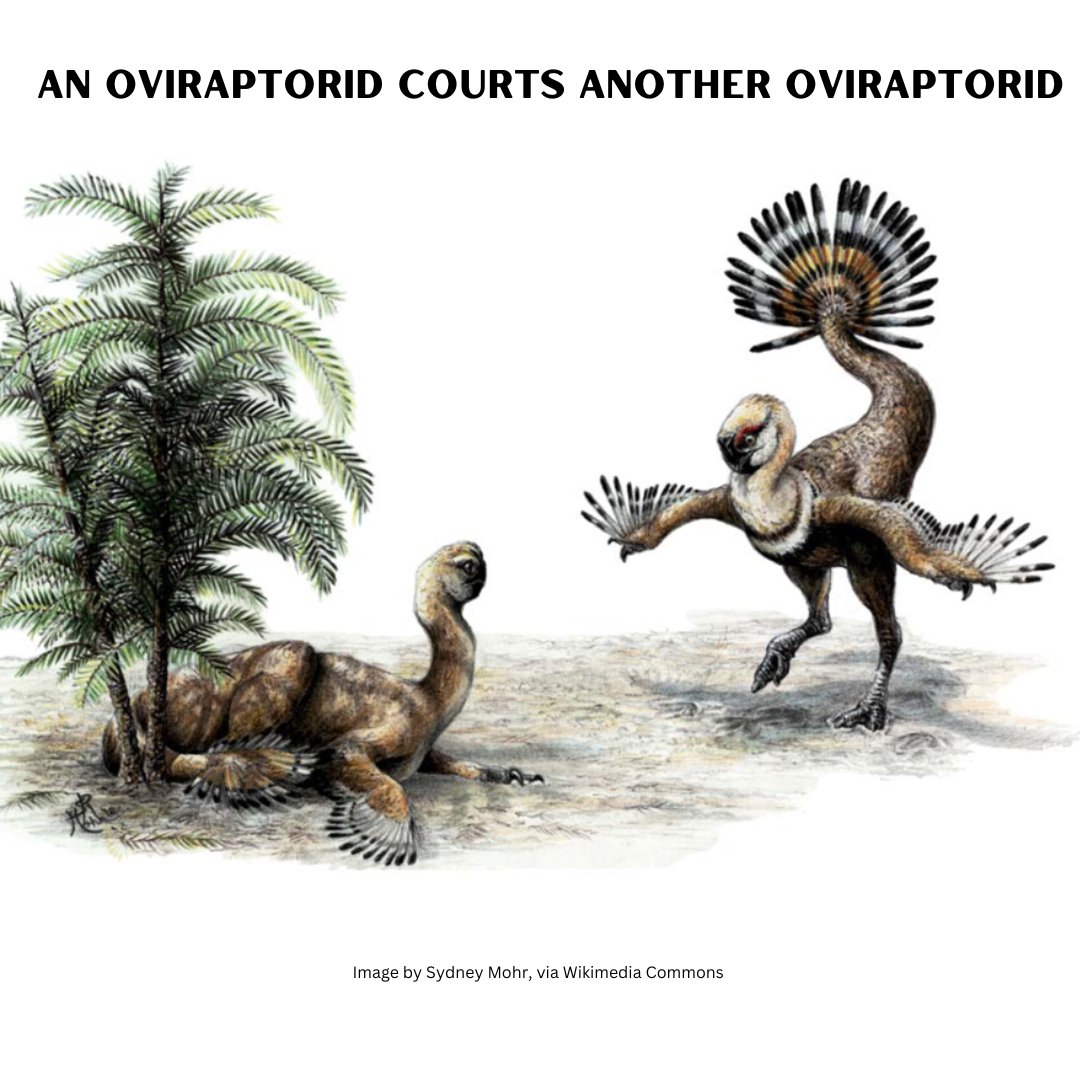 Did you know there’s a pair of #dinosaurs nicknamed Romeo and Juliet?

A couple of oviraptorosaurs, specifically Khaan mckennai, were found in the Gobi Desert buried close together—they probably were buried alive when a sand dune collapsed after some heavy rains

#ValentinesDay