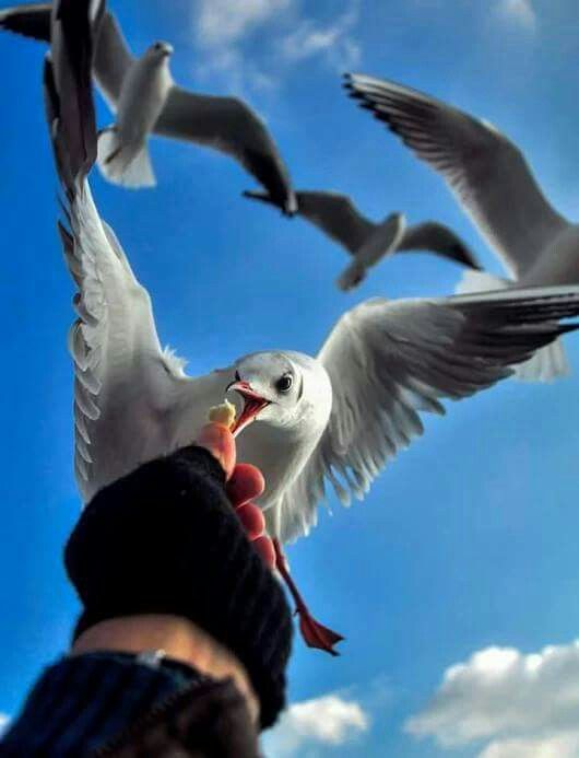 Alexa33370781's tweet photo. ❤️😍Seagulls of the cities. Amazing birds😍❤️
@kristidkerr2 @MariePechova4 @cesc18121 
@CassidyLoup @glocarrero @BarkleytheTzu 
@Bebekosako @sasharoiz @Cees22331 
@cristelAng @Coralie62320 @pilitf https://t.co/F8rOdnxaXD