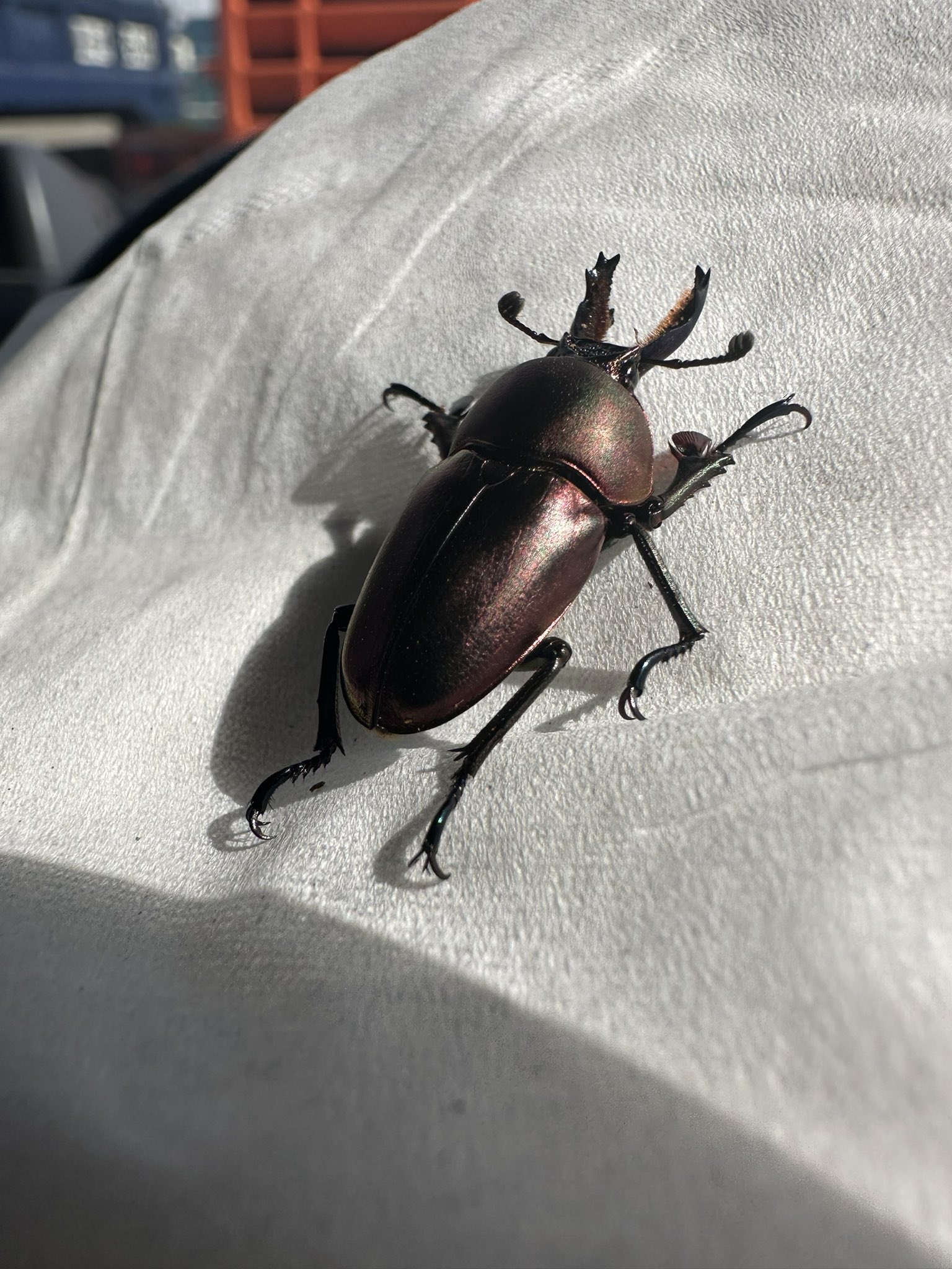 たちかぜ@爬虫類垢@昆虫垢 (@tachikaze6464) / X