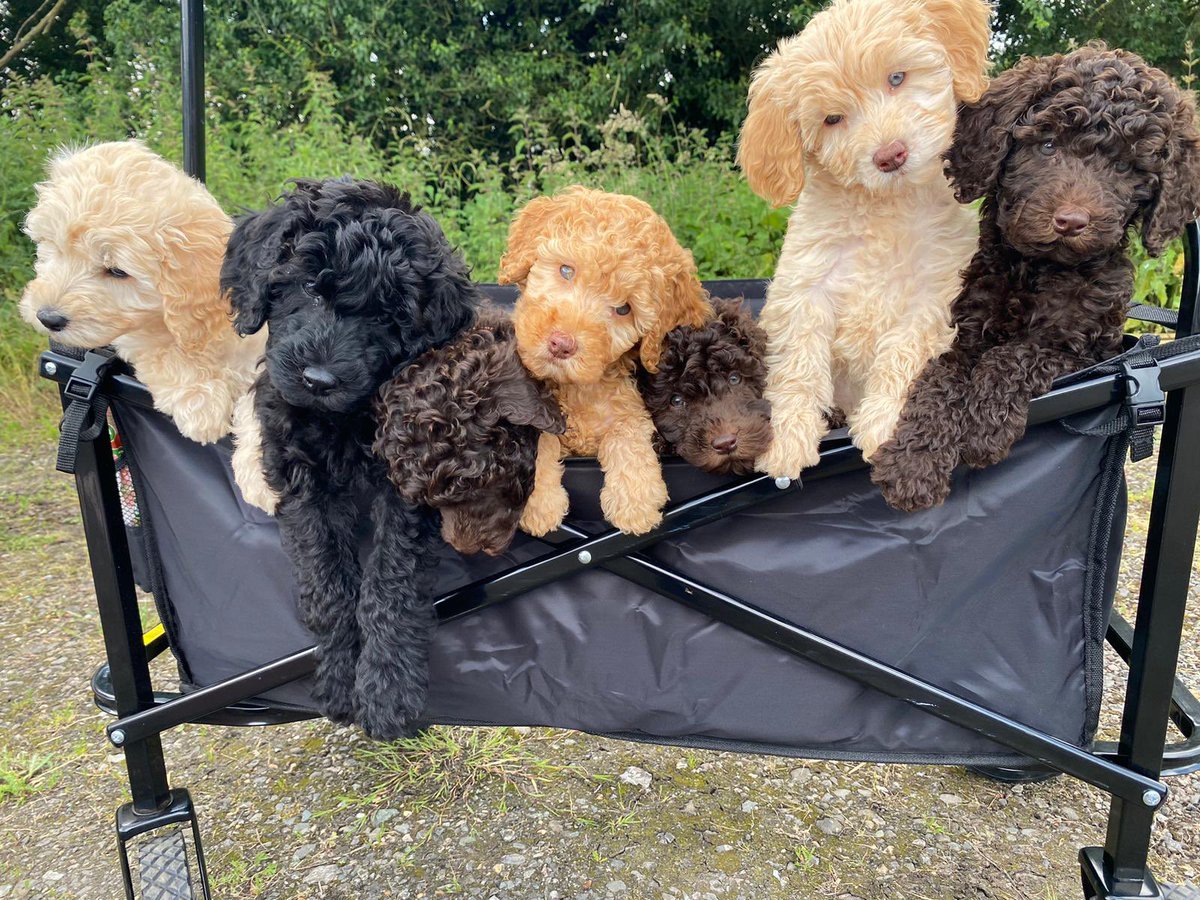 Happy Birthday <a href="/rickygervais/">Ricky Gervais</a> 

Hope you have as much fun as my friend's puppies taking their first outing 😀 

#HappyBirthdayRicky #WeLoveRicky #Armageddon #DutchBarn