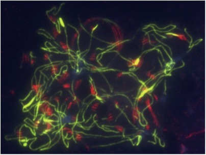Kirsten Bomblies (@kbomblies) on Twitter photo Please RT - I want to hire a talented postdoc with experience in microscopy/cytology, to study adaptation to temperature of #meiosis in plants. Interested? Contact me directly (email, not here). Image is of a temperature stressed meiocyte, by Chris Morgan <a href="/ChrisMorgan555/">Chris Morgan</a> Please RT - I want to hire a talented postdoc with experience in microscopy/cytology, to study adaptation to temperature of #meiosis in plants. Interested? Contact me directly (email, not here). Image is of a temperature stressed meiocyte, by Chris Morgan <a href="/ChrisMorgan555/">Chris Morgan</a>