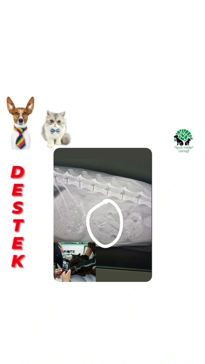 Sahilde besleme yaparken bulundu.Bağırsaklarına Olta ignesi batmış.Bulan kişinin maddi imkanı olmadığı için barınağa vermeyi düşünüyor.Lütfen az da olsa katkı sağlayalım.Kurtulsun bu çocuk 🙏
İletisim <a href="/Mpatilerii/">Mersin Patileri Sokak Hayvanlarını Koruma Derneği</a>