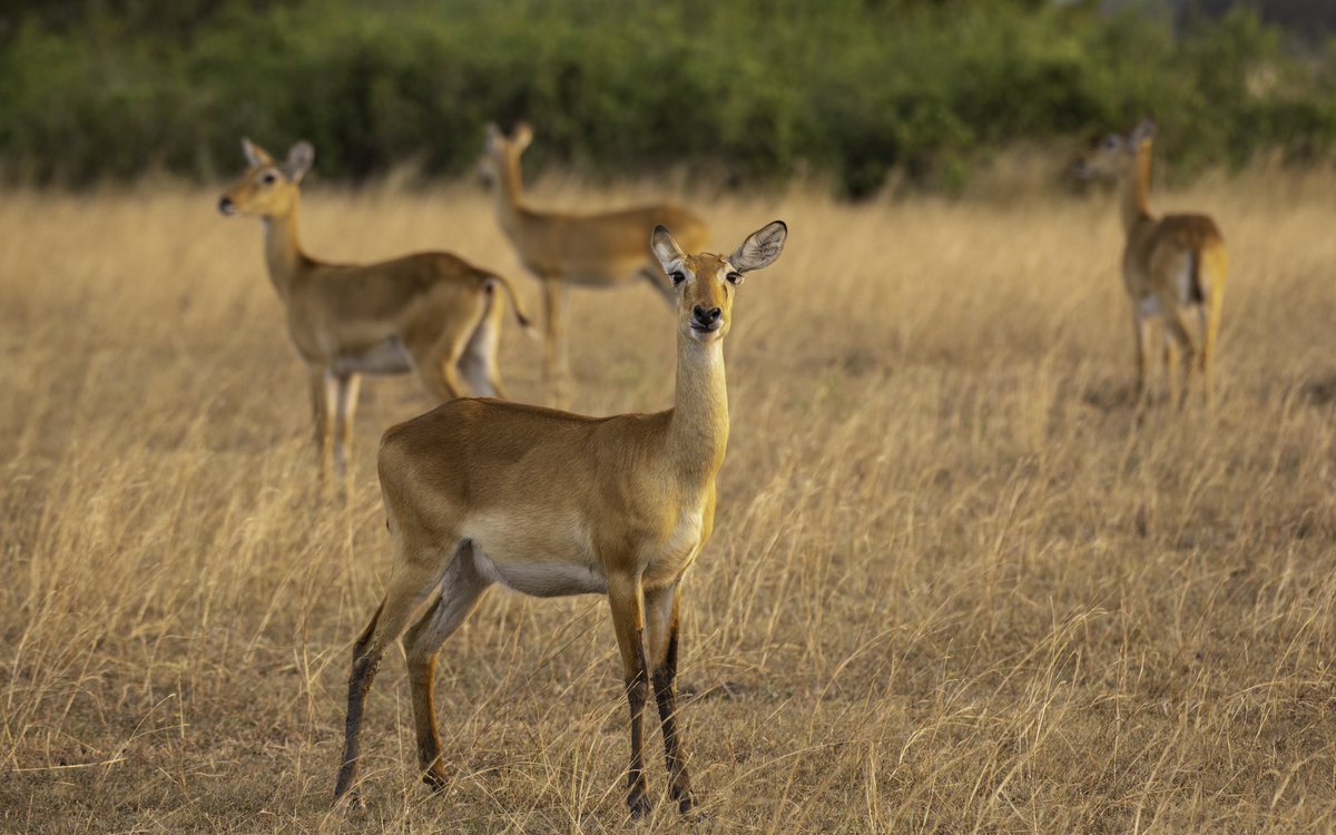 Don’t like early mornings? Come let our destinations change your mind

#ExploreUganda’s national parks and wildlife reserves and make lasting memories. #TravelTuesday

Tariff 🔗 bit.ly/3T3evnf