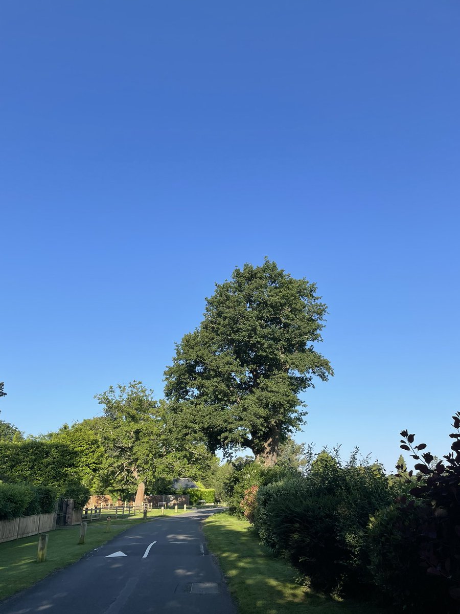 julesx10's tweet photo. I wonโt state the obvious but Iโm rather red faced after my run ! #TreeClub #favouriteTree ๐๐ณ https://t.co/9o7AvY9vJv