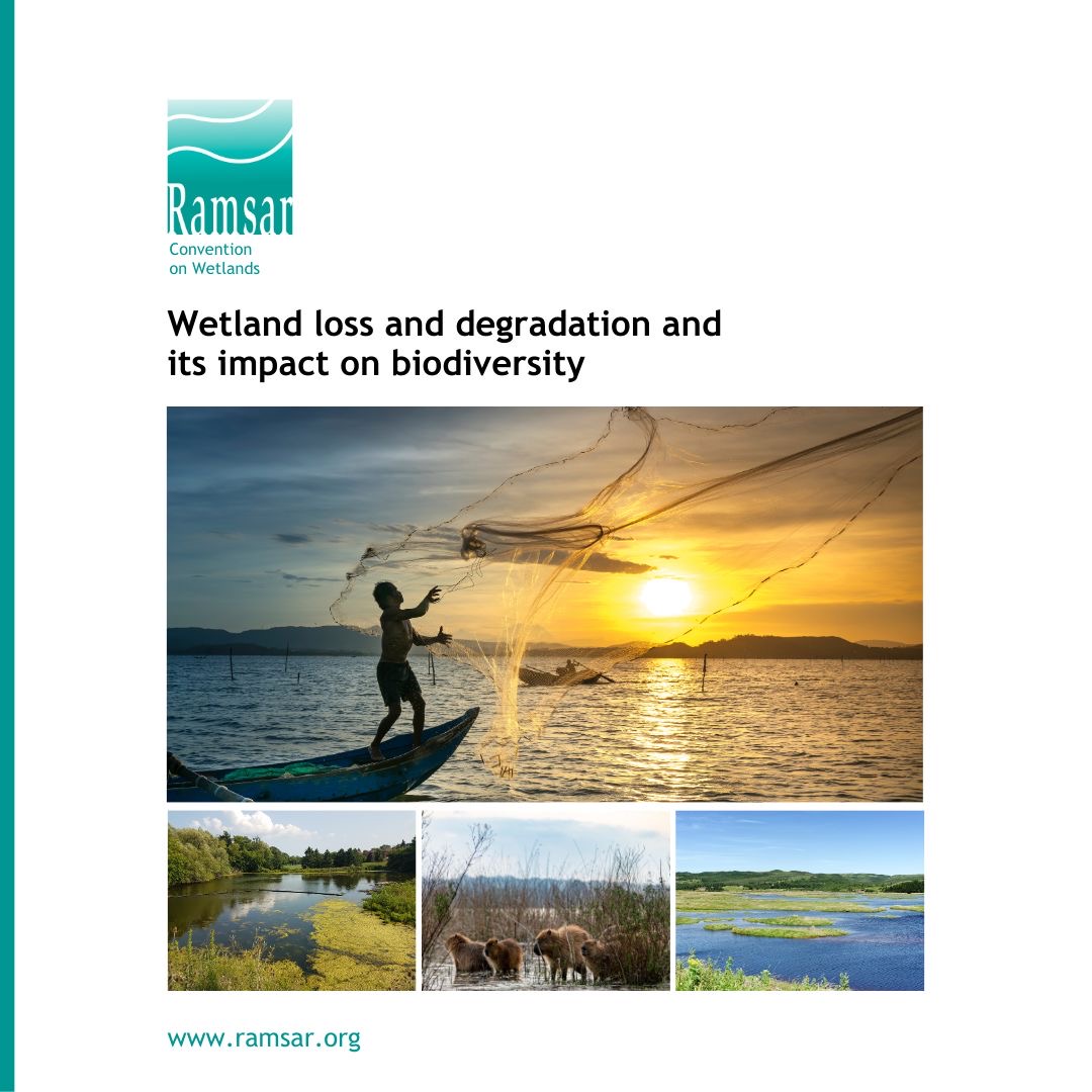 RamsarConv's tweet image. #RamsarTechnicalReport |  Despite their critical importance for biodiversity, climate and people, wetlands have seen huge losses globally since 1700, with more than 85% of wetlands lost compared to 75% of the land surface significantly altered.

Details: ramsar.org/document/scali…