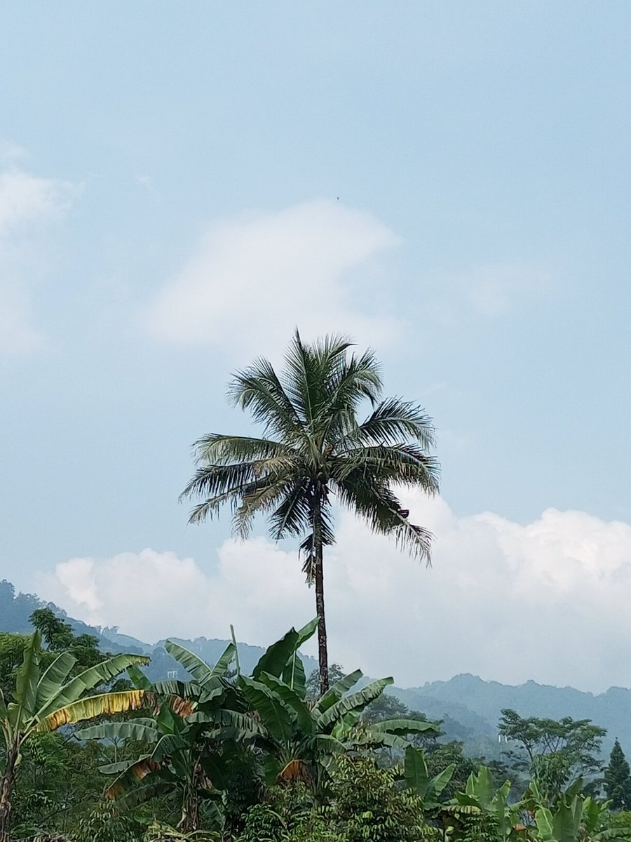 guymade2turtles's tweet image. Coconut tree, yeah
