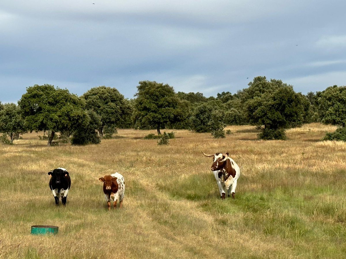 jesus monleon tweet media