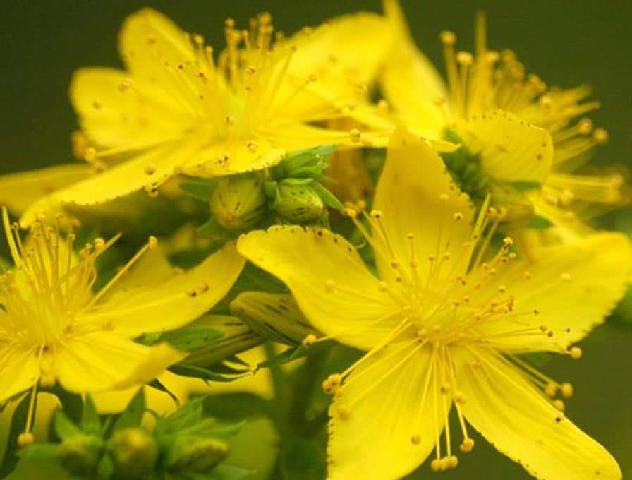 Hipérico, planta conocida como hierba de San Juan, es una de las plantas medicinales más populares que florece en estas fechas #HierbaDeSanJuan #plantasmedicinales #floresdelcampo #1florcadadía #llenatwitterdeflores #quenofaltenlasflores
