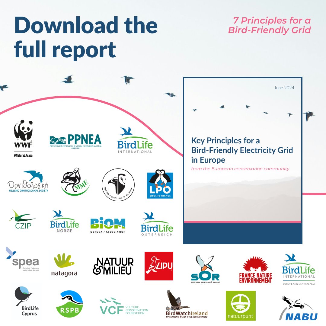 SafeLines4Birds's tweet photo. ‘Key principles for a bird-friendly electricity grid in Europe from the European conservation community’ is finally live &amp; endorsed by 2⃣4⃣ NGOs

Designed at the 'Connecting Biodiversity' workshop, it outlines 7 principles for a truly #birdsafe grid ⚡️
👉 https://t.co/0Yj1ZYwTKq https://t.co/FpMJC3ogAi
