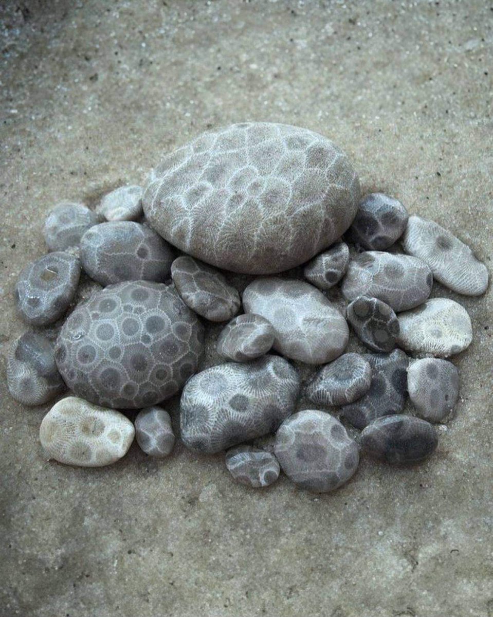 Petoskey Stones
fossilized coral that lived 350 million years ago - the rocks rounded in the surf along the shore of Lake Michigan near Petosky, Michigan.