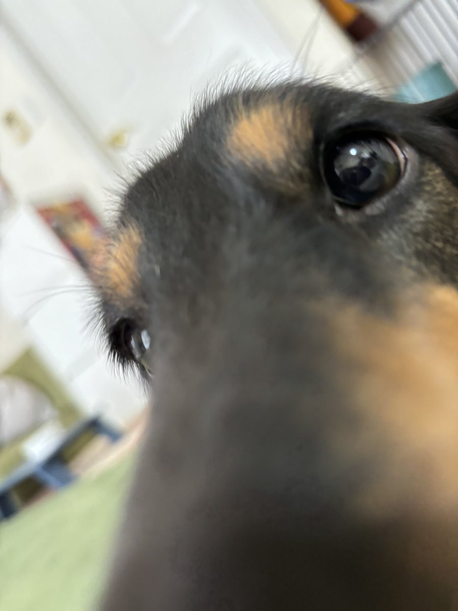 combpapa_com's tweet image. おいパパ🐾
お昼ご飯の時間⏰だってば

だんだん早くなってない？

#ミニチュアダックス #comb #コンブ #昼の添い寝