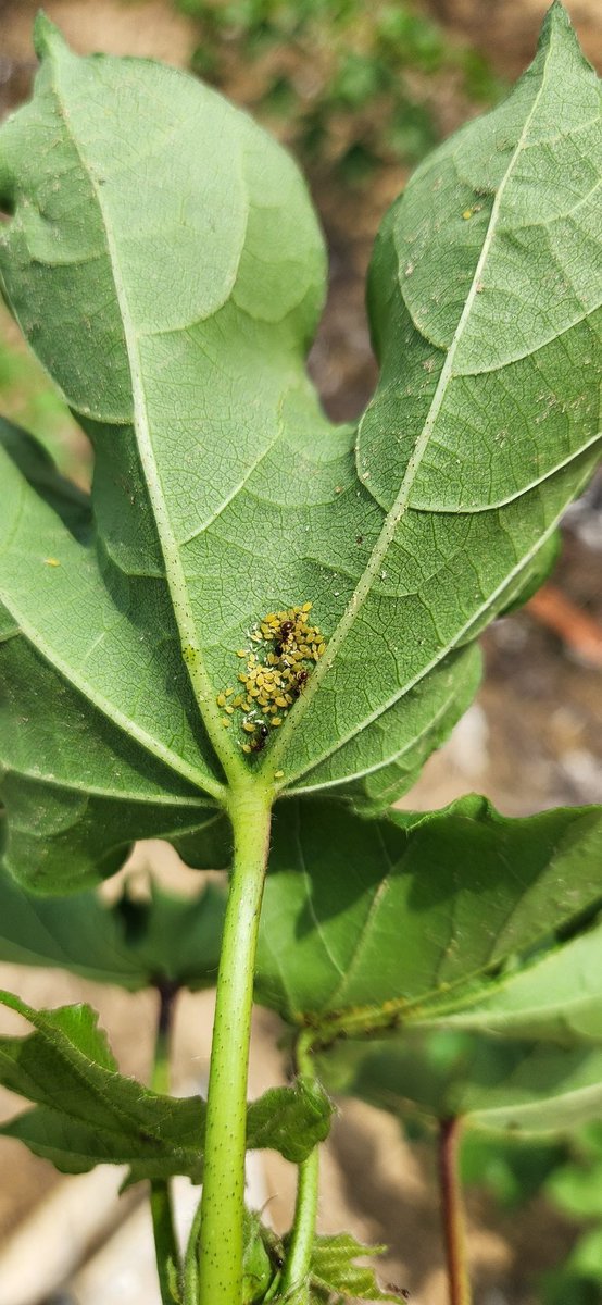 Jeremy Greene tweet media