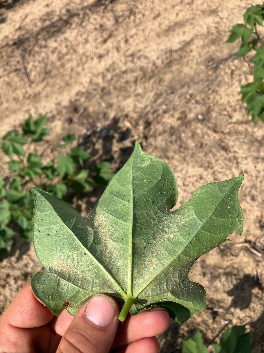 Aphids and spider mites starting to show up quickly.