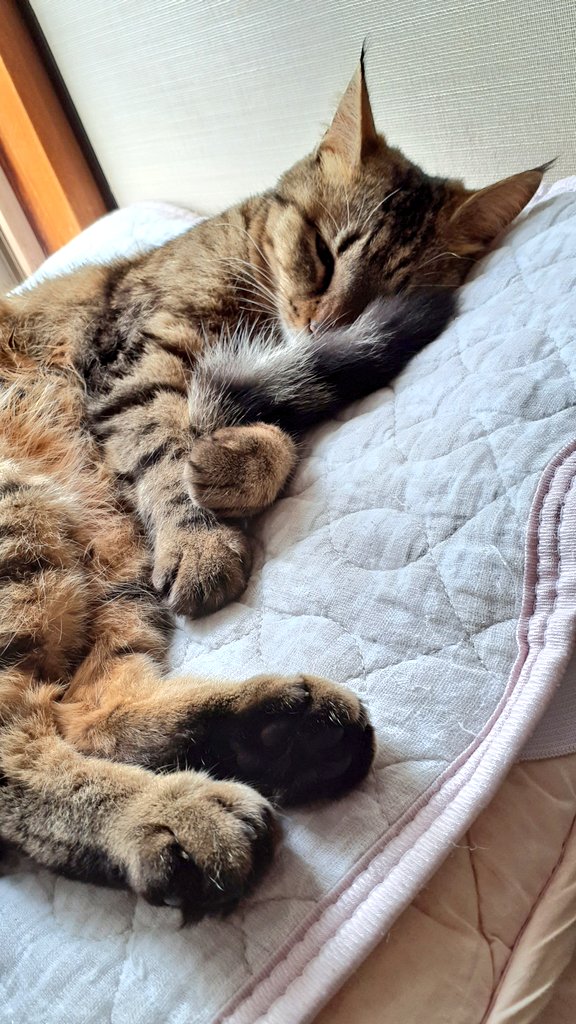 <a href="/hotahota0705/">十六夜(腰が痛いよ)</a> 我が家のもふは😾ですが
慰めになりますように💐
