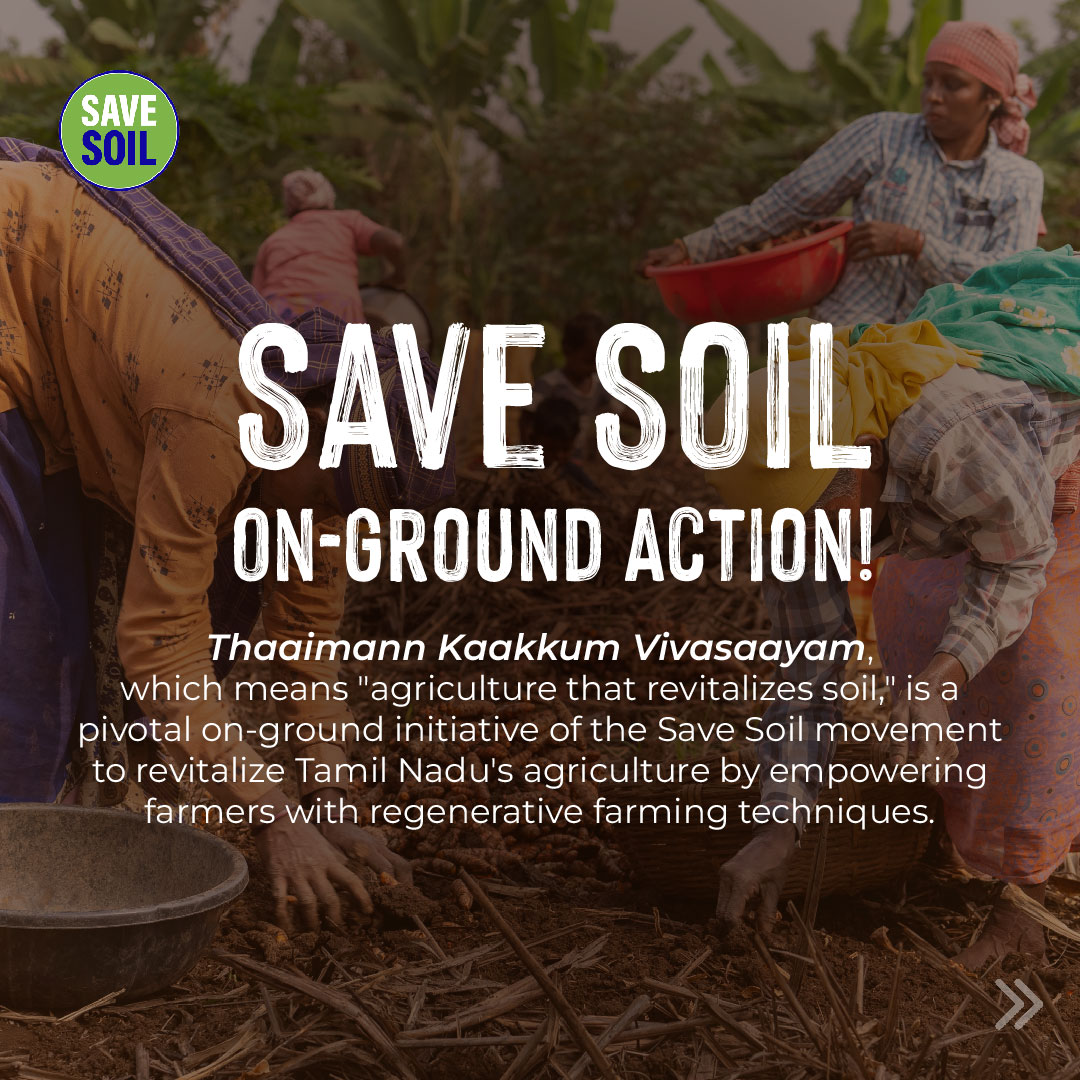 cpsavesoil's tweet photo. Thaaimann Kaakkum Vivasaayam (agriculture that revitalizes soil), is a pivotal on-ground initiative of the #SaveSoil movement, launched with the goal of revitalizing Tamil Nadu's agriculture by empowering farmers with regenerative farming techniques. https://t.co/5lvxeMkhLv