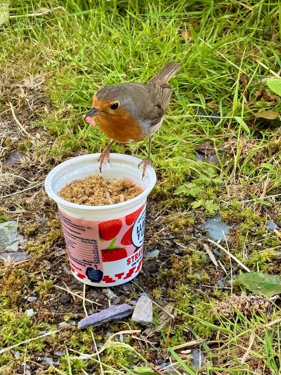 Christmas has come early for this 'Robin' customer!
Our yogurt pot was the perfect bait holder whilst out fishing.

Thank you to David Edge for the great photo.

#llaethyllan #robin #redrobin #fishing #fishinglife #bait #nature #naturephoto
