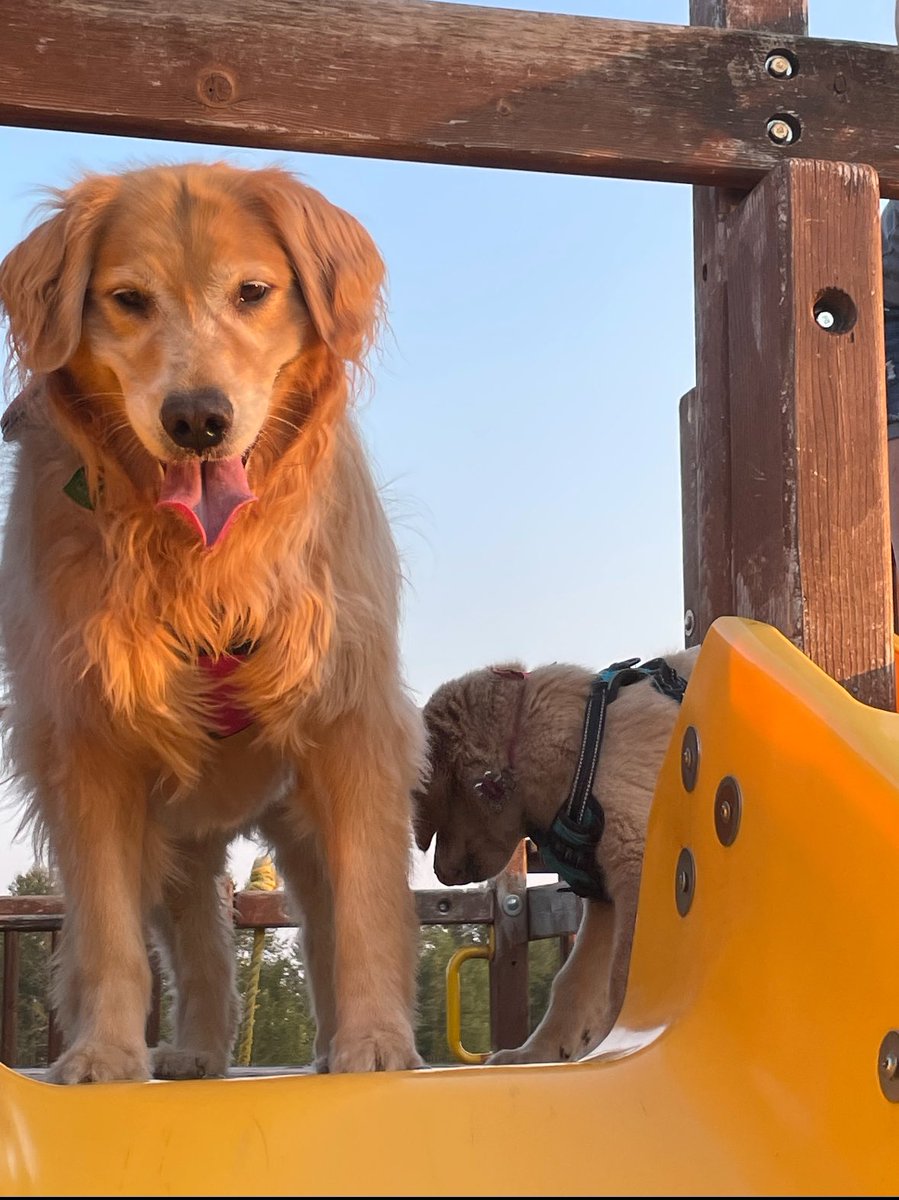 Damlo13's tweet photo. On this #TongueOutTuesday we are remembering our Rumor who went to the Rainbow Bridge on Sunday. Love you Rumor and we will miss you! @GoldretrieverUS https://t.co/0mnKDh9UIb