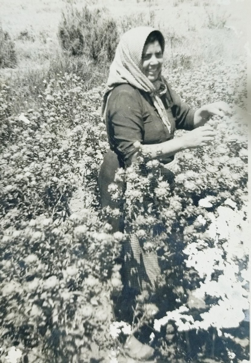 Ans, els cultius portats foren adequats a les condicions ambientals pròpies d'Elx. Fa 300 anys s'acomençà a plantar dins dels horts de palmeres el cotó, cultiu que resistia l'aigua salobrenca de la Séquia Major.

La iaia Pepica, ben arriscà, collint cotó en els anys 50.