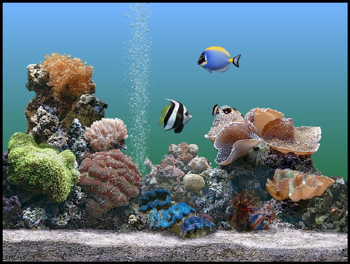 RetroTechDreams's tweet photo. Windows XP Plus! Aquarium https://t.co/ddROlaQDK3