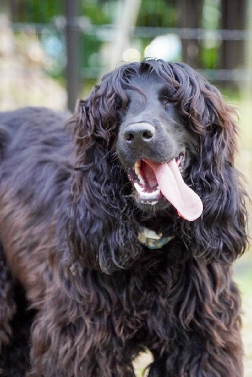 #イングリッシュコッカースパニエル
綺麗に撮ってくれた。