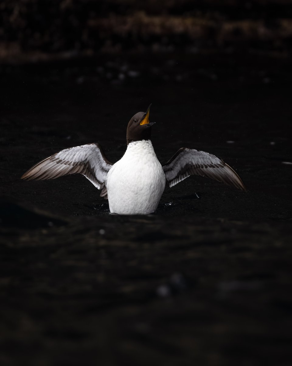 Harry Martin Photography tweet media